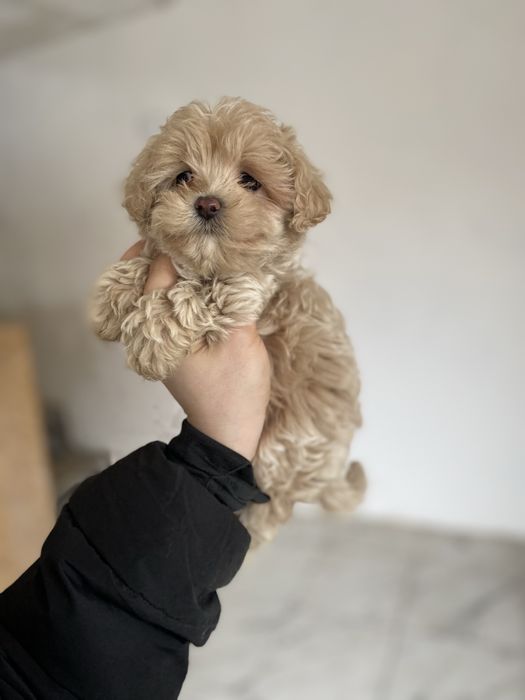 Элитная мини девочка мальтипу — кукольный формат