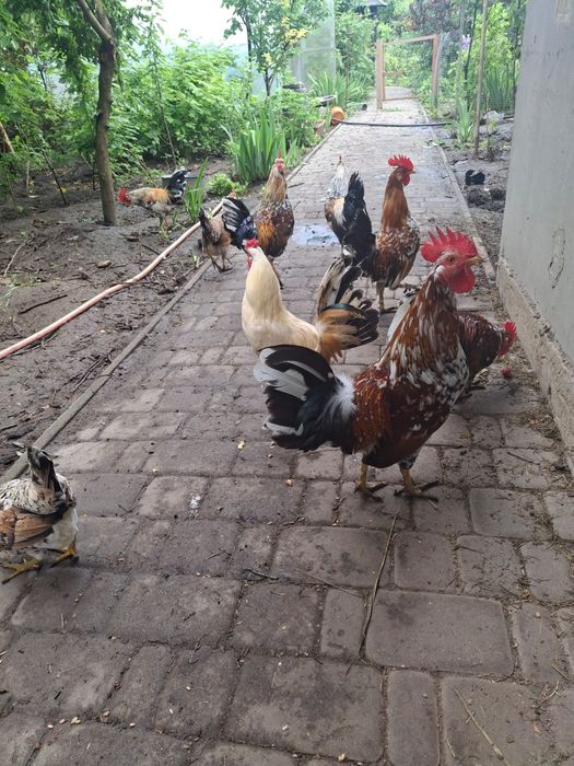 продам курей Бентамок
