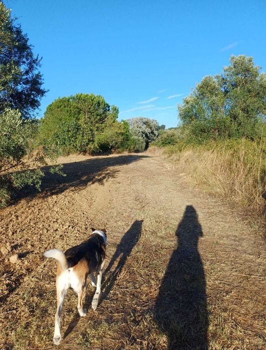 Walk & Woof - Dog walking/Pet sitting