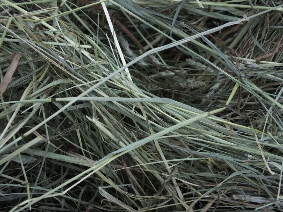 Siano Naturalne Dla Gryzoni Królika Świnki 5Kg