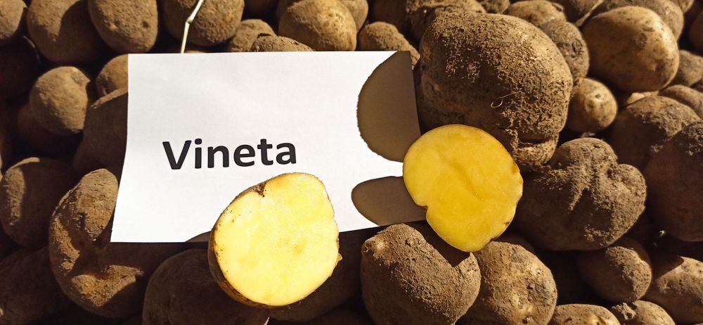 Ziemniaki jadalne soraya vineta queen anne