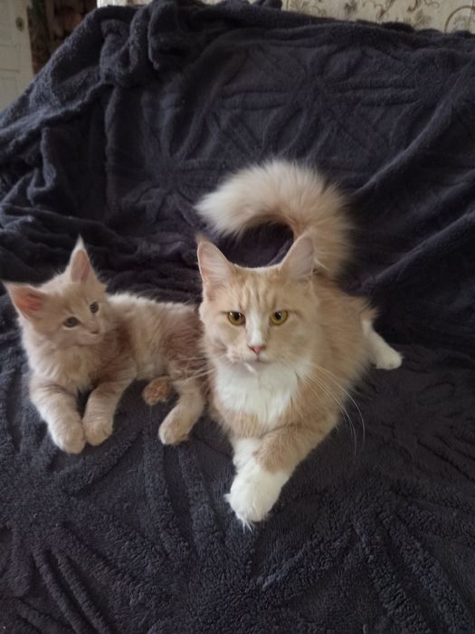 Подарунок на 14 лютого