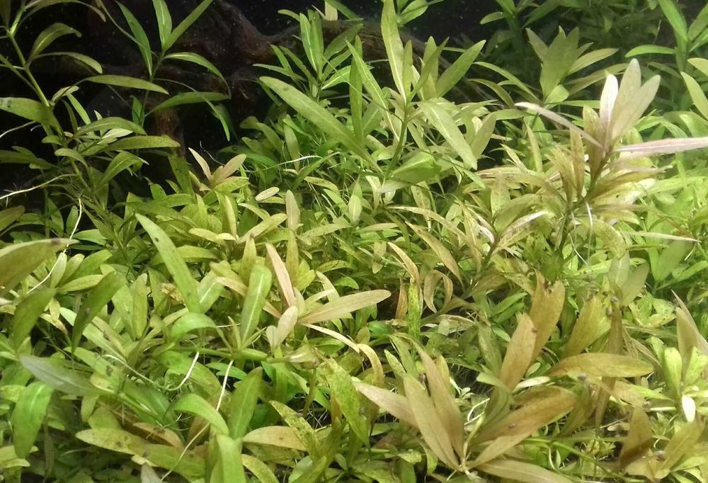 Hygrophila Polysperma - Nadwódka Wielonasienna
