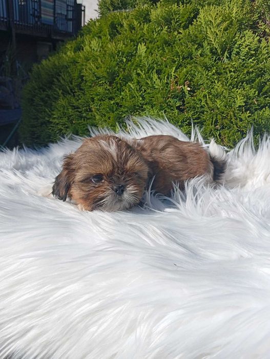 Shih tzu szczeniaki
