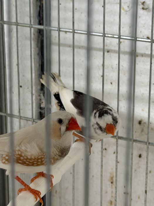 Para ceder aves de boa saude