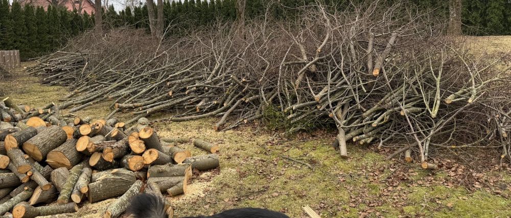 Oddam scinki , galezie lipy