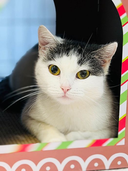 Koteczka do pilnej adopcji