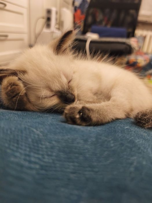 Kociaki kot kotka Ragdoll