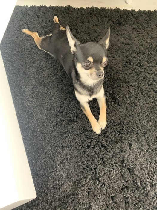 Chihuahua reproduktor, krycie.