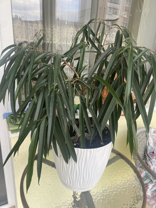 Фікус бінендейка, вазонок з горщиком 80 см