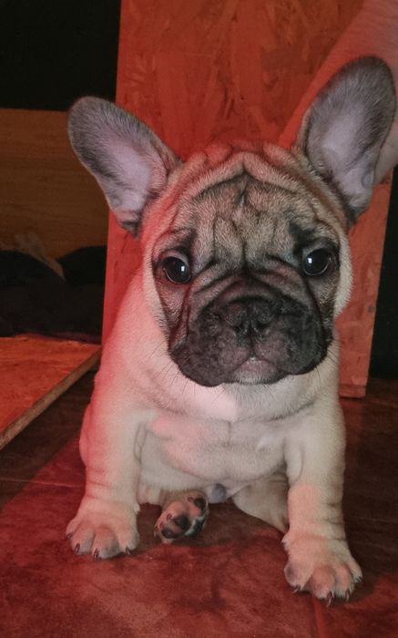 Bulldog Francês Descendente Campeões do Mundo