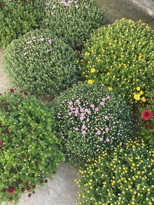 Хризантема мультифлора від 100 грн