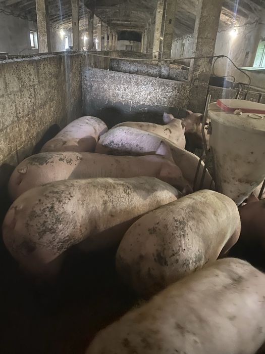 Продам свині жива вага 75