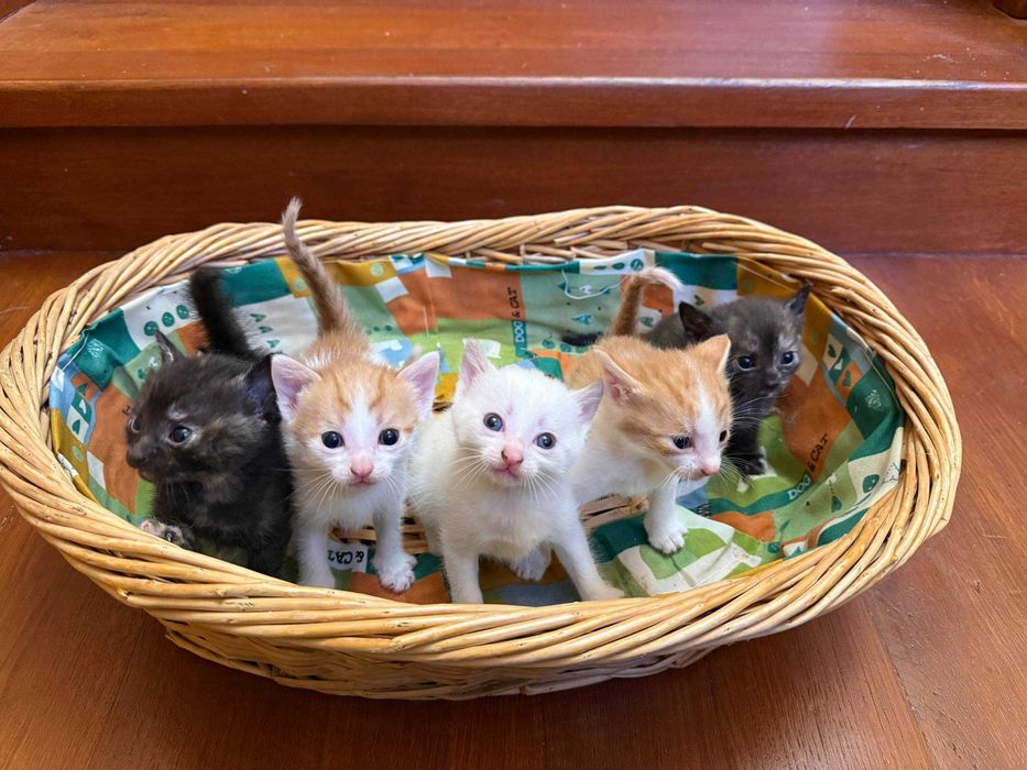 Котики безпорідні, дворові