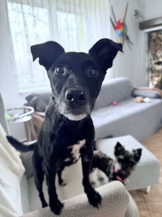 Kacper w poszukiwaniu domu na zawsze