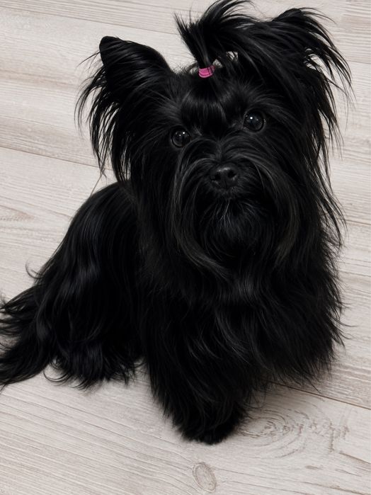 Yorkshire Terrier suczka bardzo mala