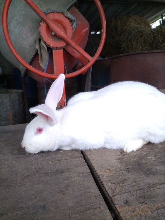 Кролики термонська біла