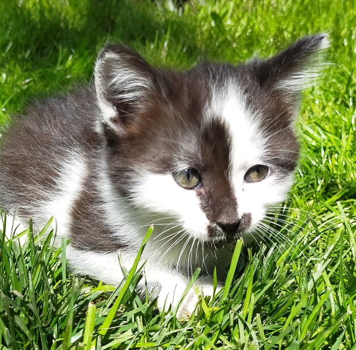 Zaginął kot Żurawica