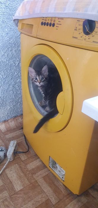 Безкоштовно  в добрі руки