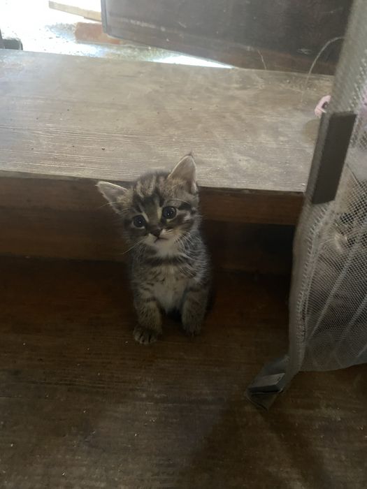 Відам кошенят