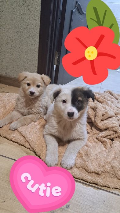 Собачата,чудові песодіти