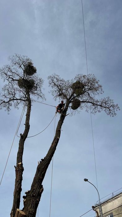 Зрізати дерево. Професійно під свою відповідальність