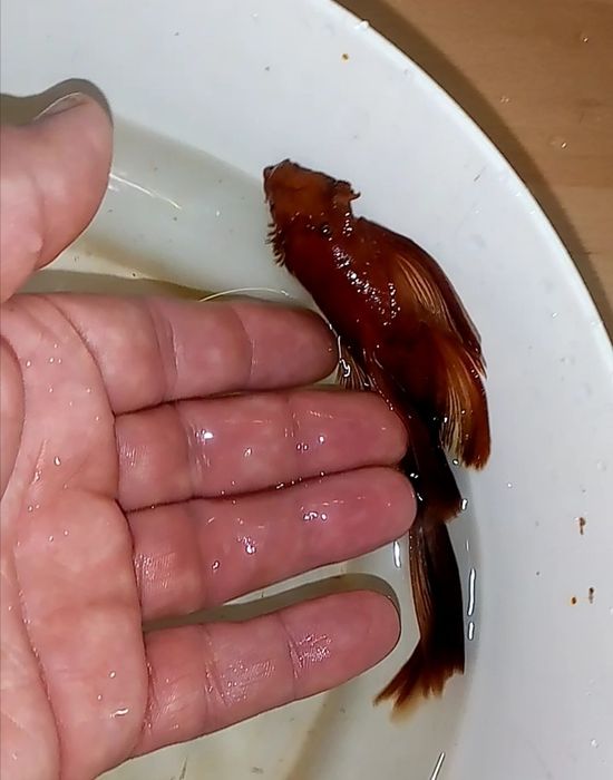 Promocja Super Red Long Fin zbrojnik czerwony ancistrus glonojad