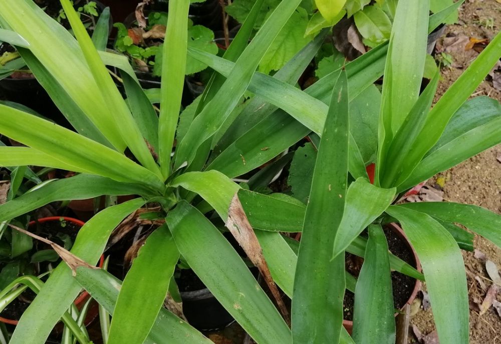 Yuca - planta em vaso