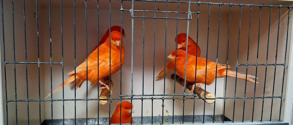 Kanarki samice 2024r.