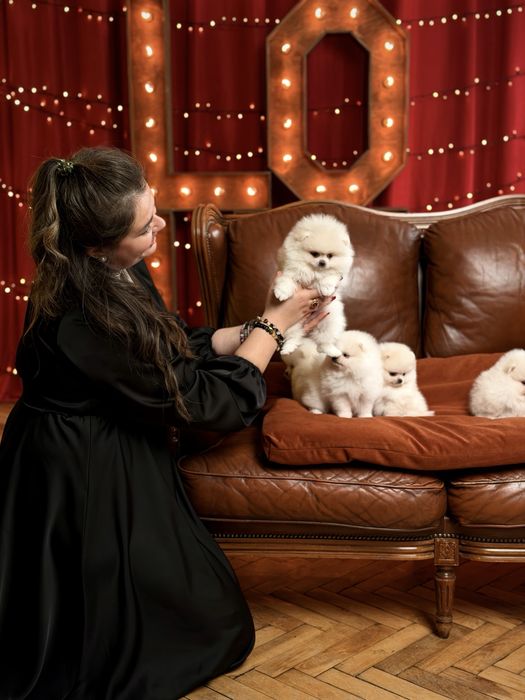 Породні чистокровні з документами VIP цуценята померанські шпіци.