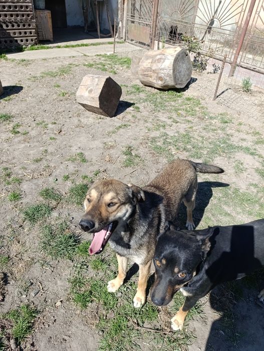 Віддам собачок у свій двір