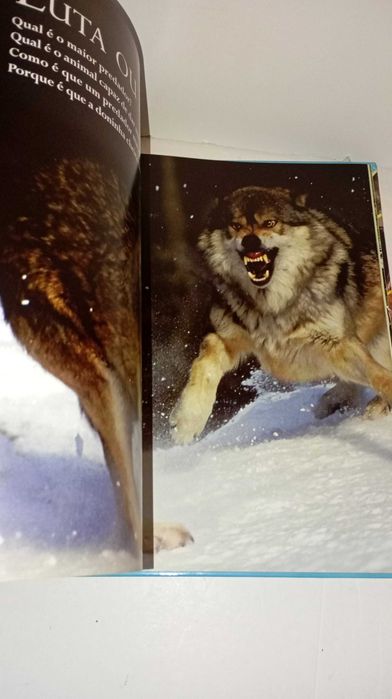 Animais Fantásticos - Perguntas e Respostas