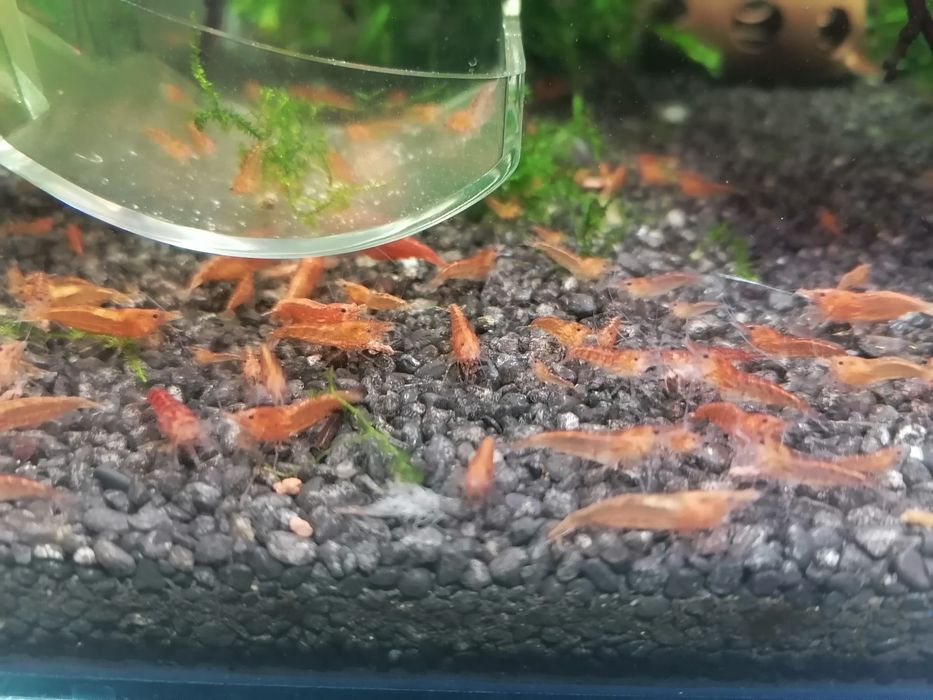 Krewetki Red Cherry