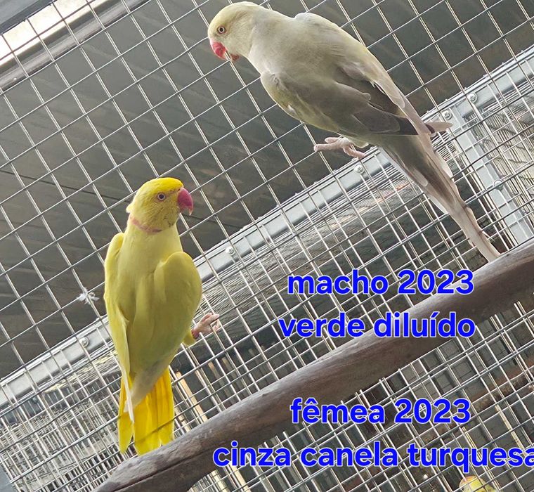 Vários aves de porte médio