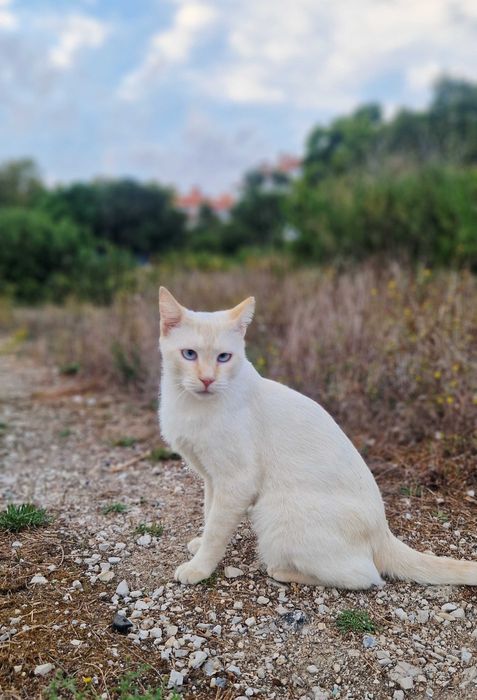 Gato jovem para adoção