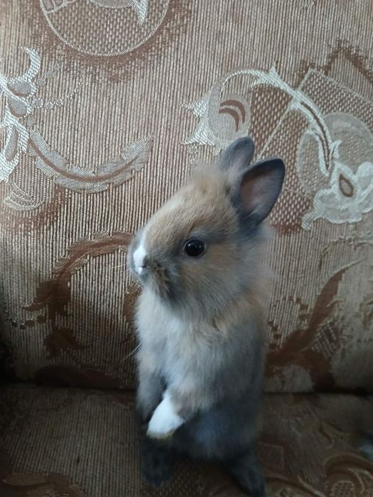 Карликовые кролики