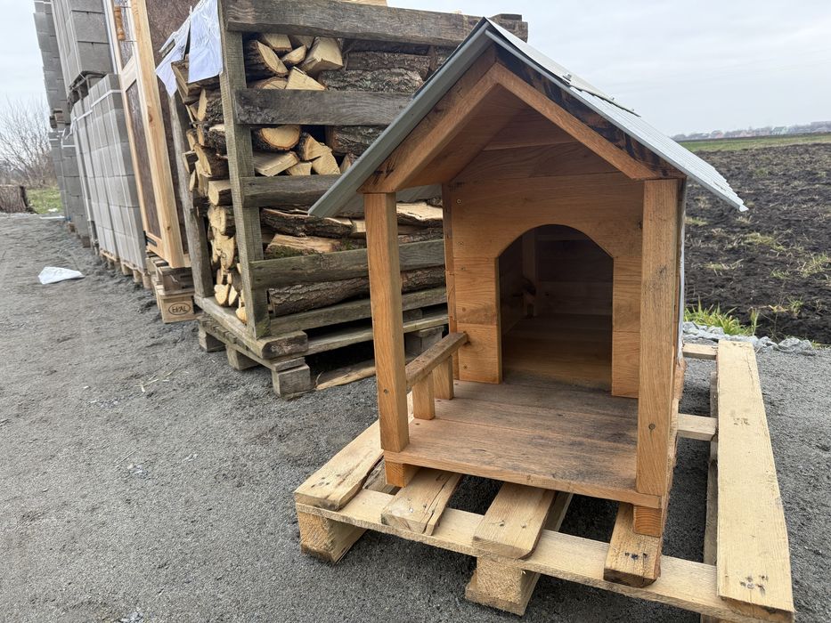 Собача бада нова дуб