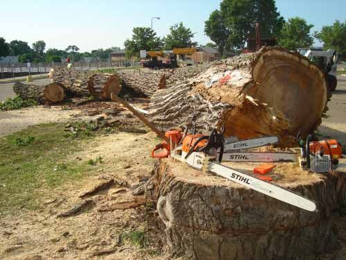 Спил, обрезка, кронация деревьев с авто вышки и без, вывоз ветки