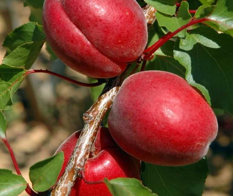 NOVIDADE  Árvore de ALPERCE VERMELHO