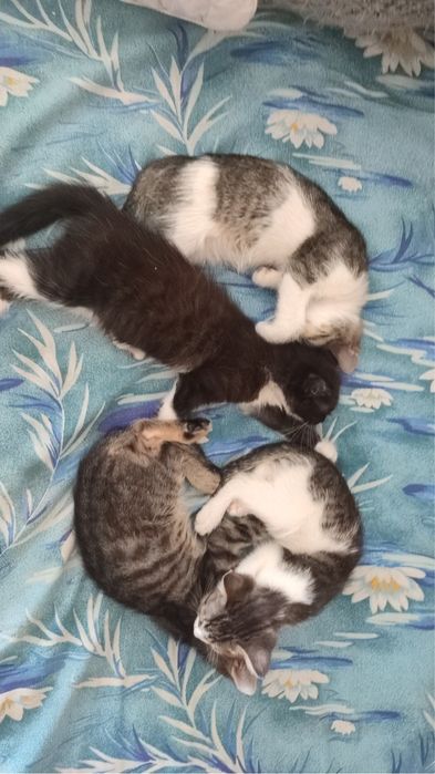 Отдам котят в добрые руки