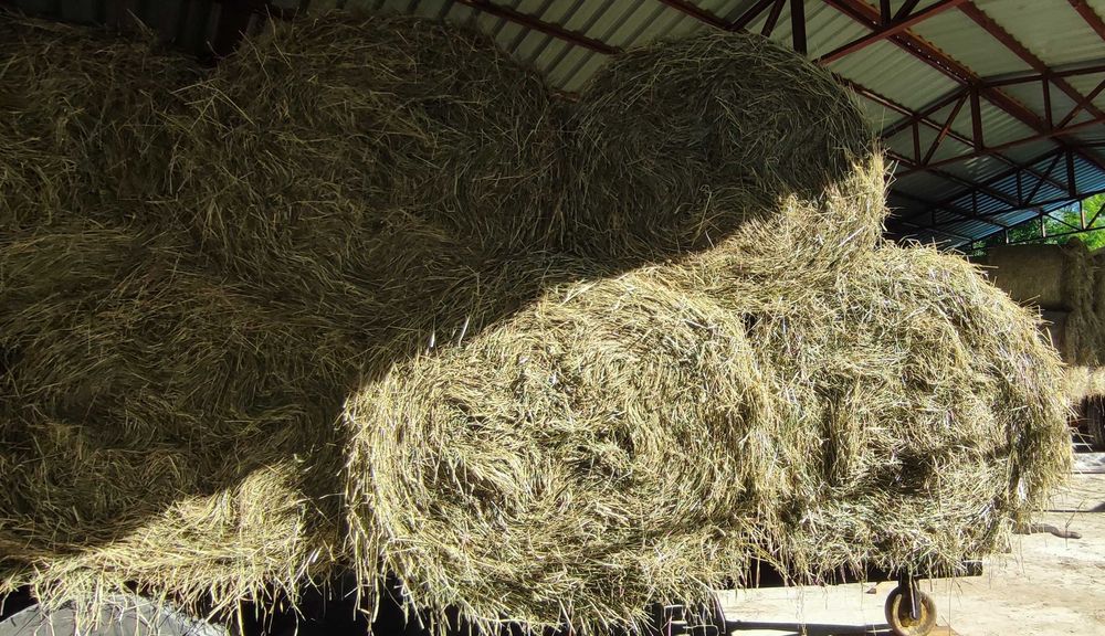 Siano w belach pogodne