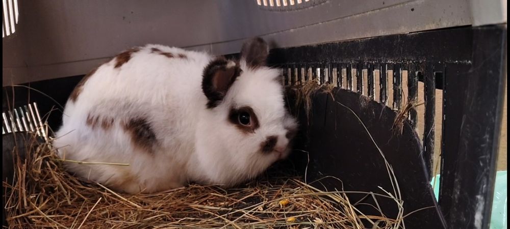 Продам двух кроликов и 2 клетки