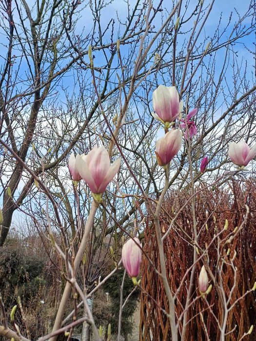 Magnolie różne odmiany klony palmowe rododendrony wierzba pleciona