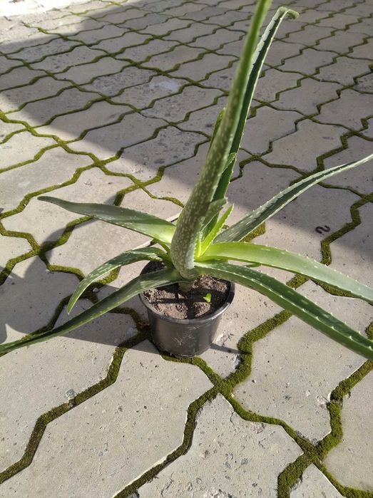 Продам Алоэ лекарственный.