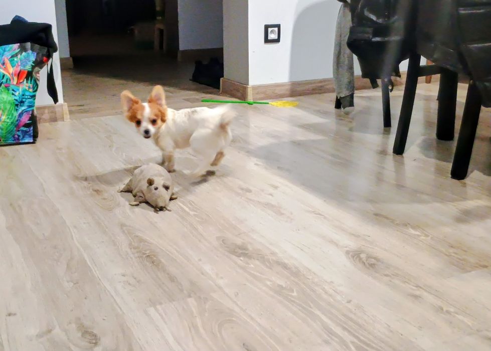 Chihuahua piesek miniatura