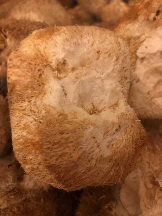 Ежовик Ежовік ,їжовік   іньші гриби