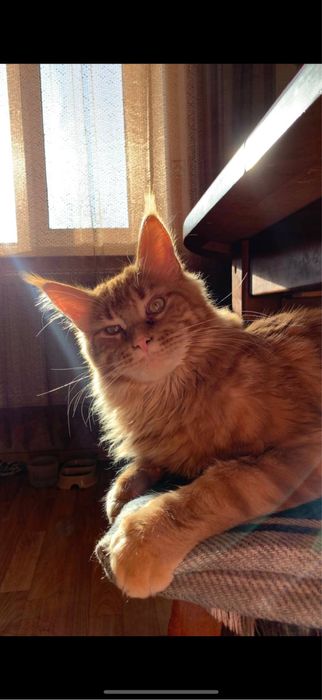 Вязка. Мейн-кун.