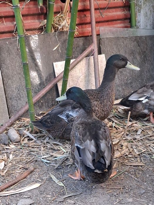 Vendo patos machos Khaki Campbell