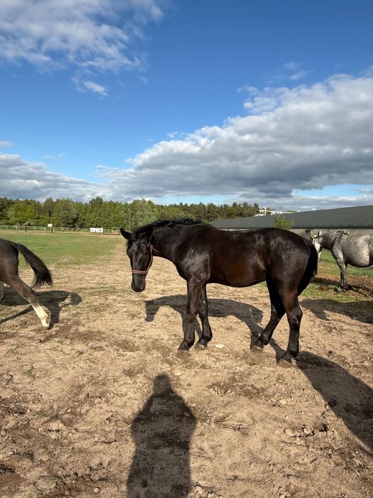 Sprzedam ogierka śląskiego
