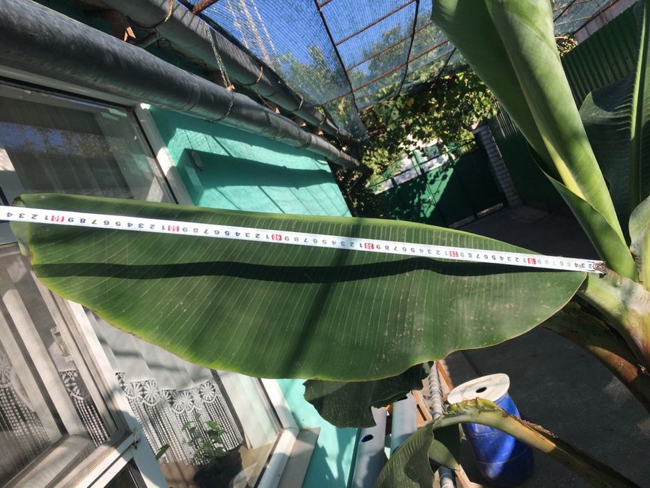 Банан Київський суперкарлик